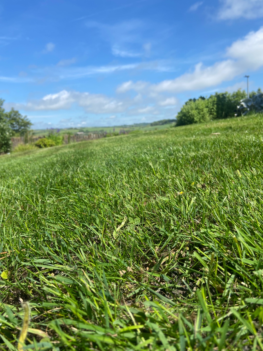 A lush, freshly cut West Cork lawn under blue sky